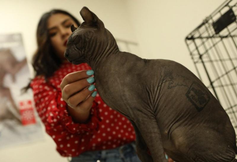 Traži se dom za tetoviranu mačku meksičkog kartela